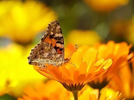 Vagus Nerve Activation Part Six