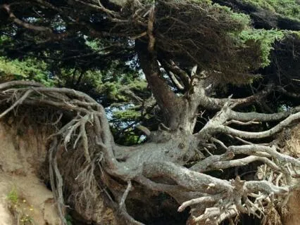 Vagus Nerve & Nervous System Reset