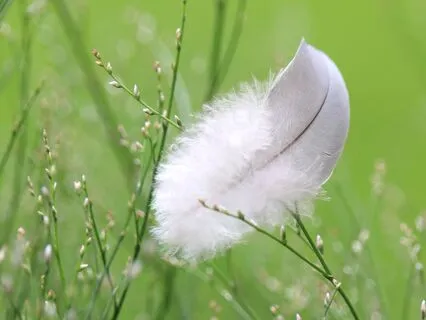 Vagus Nerve: Quick Yet Effective