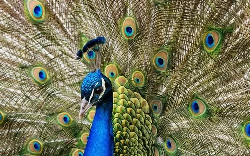 Vagus Nerve: Relieving Symptoms Of Anxiety And Stress