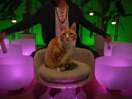 Vagus Nerve Reset for Sleep (12 Hour Version)