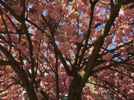 Vaikeiden tunteiden kohtaaminen (RAIN)