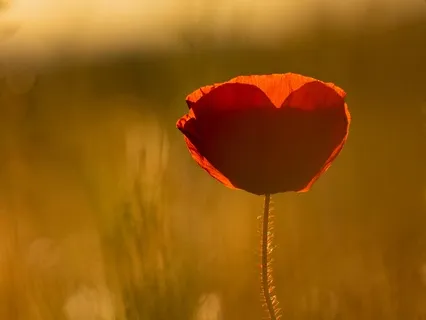 Valentine's Heart Meditation