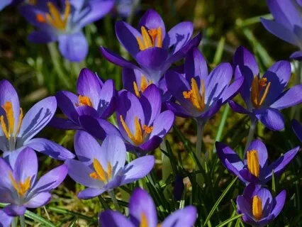 Valley Of Flowers - Boost Your Imagination