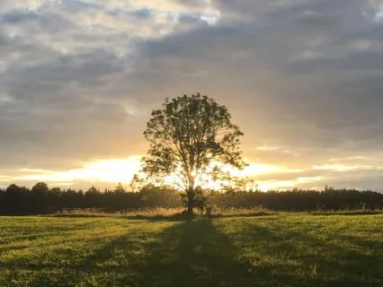 Values Alignment Affirmations