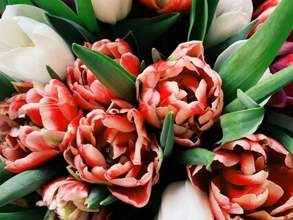 Vampire Mind Must Go To Know Real Self