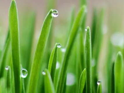 Variety: A Rumi Poetry Reading