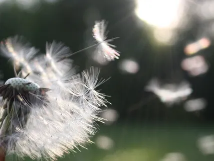 Về lại bản nguyên - Trực nhận Tánh không