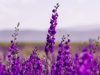 Velvet Echoes Beneath Lavender Skies