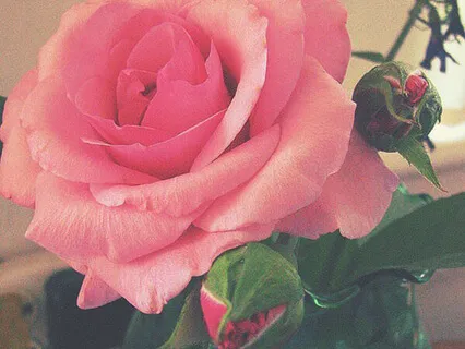 Venus Goddess Meditation