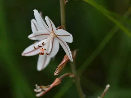 Venus In Gemini & Taurus New Moon = Persephone
