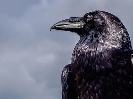 Veritas | Meditative Adventure | Interlude III: Truth