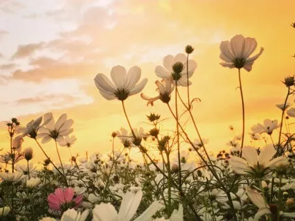 Vernal Equinox Meditation