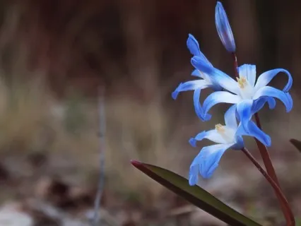 Vernal Equinox's Ritual