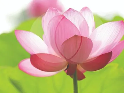 Vesica Piscis Symbol Meditation - Unification with Purity