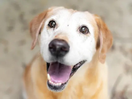 Vet Meditation - 3 Deep Breaths