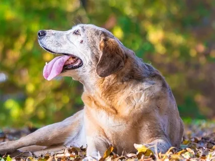 Vet Meditation - Box Breathing
