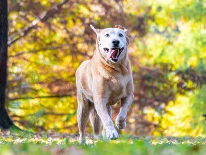 Vet Meditation: Car Decompression