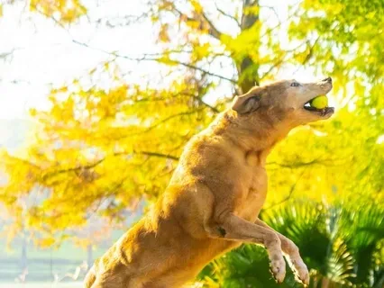 Vet Meditation: Goal Visualization