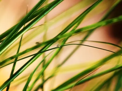 Vetiver Aroma-Meditation