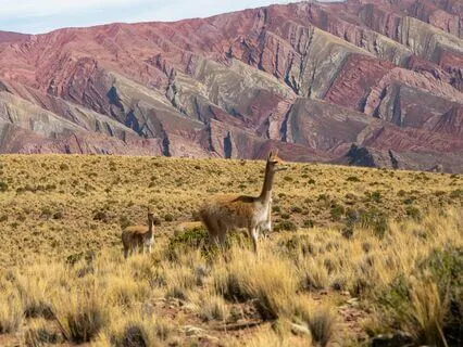 Viaje Astral  Calming Pan Flute Melody For Inner Exploration