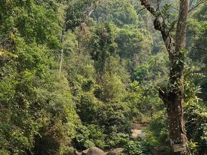 Viaje Sonoro 8D Con Naturaleza Y Cuencos Para Dormir