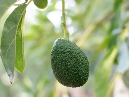 Vibrant Lives Podcast - Dietary Fat Overview