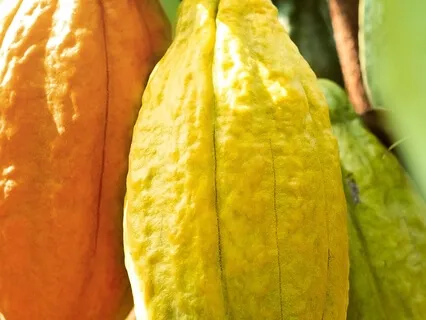 Vibrant Lives Podcast - Is Chocolate Good For You?