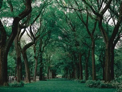 Vibrant Vigor - Energy Rebirth