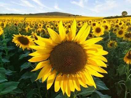 Vibrate With Abundance! 528 + 777 + 888 Hz Tuning Forks