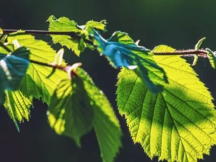 Vibrational Medicine: A Guided Nature Journey