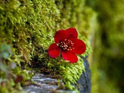 Vibrational Medicine: Healing With Nature’s Frequencies