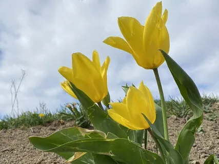 Victorious Breath (Ujayyi Pranayama) Guided Meditation