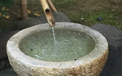 Viewing Moontlight Through The Pines