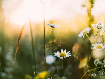 Vild Yoga Nidra Fra Mosen