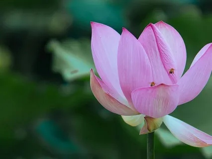 Viloma Pranayama - Stage 1