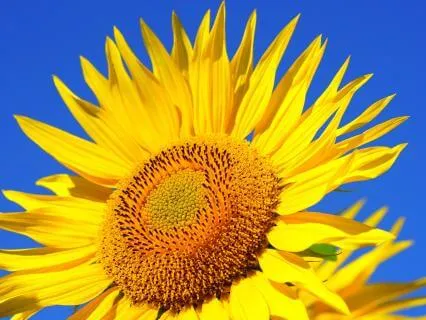 Viloma Pranayama Meditation ~13Min Reset & Spacious Presence