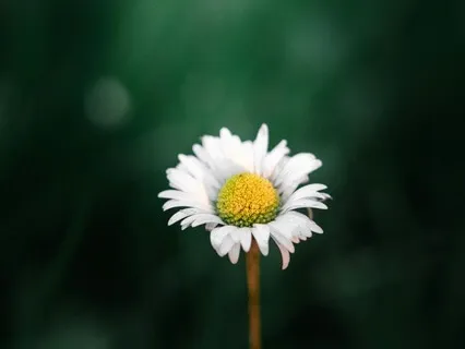 Viloma Pranayama - Stage 2