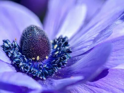 Violet Flame- Auric Field Cleanse