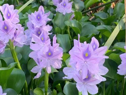 Violet Flame Of Transmutation