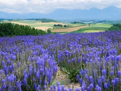 Violet Light Meditation