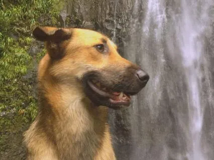 Violet Waterfall Meditation With Your Pet