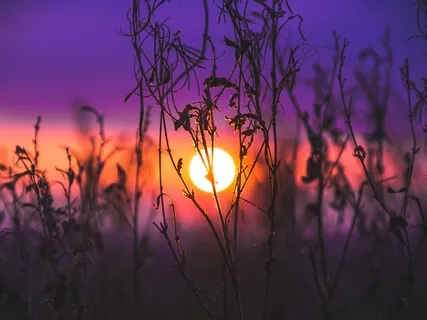 Violin & Tonguepan (Live)