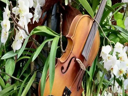 Violin Journey to Shangri-La