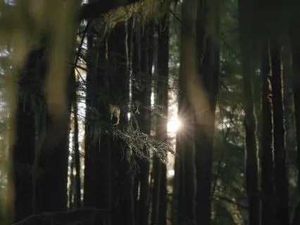 Vipassana Forest Retreat • Nature Soundscape for Meditation