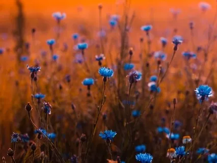 Vipassana Guided Meditation β Inner Peace