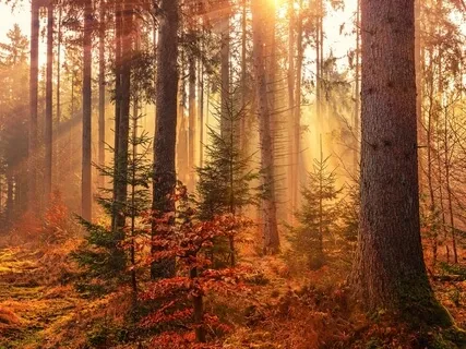 Vipassana Meditation