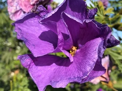 Vipassana Meditation