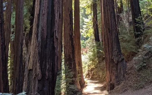 Vipassana Mindfulness Meditation