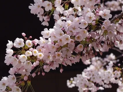 Vipassana Styled Meditation